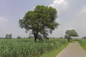 Kashipur, Uttar Pradesh, India preview 3