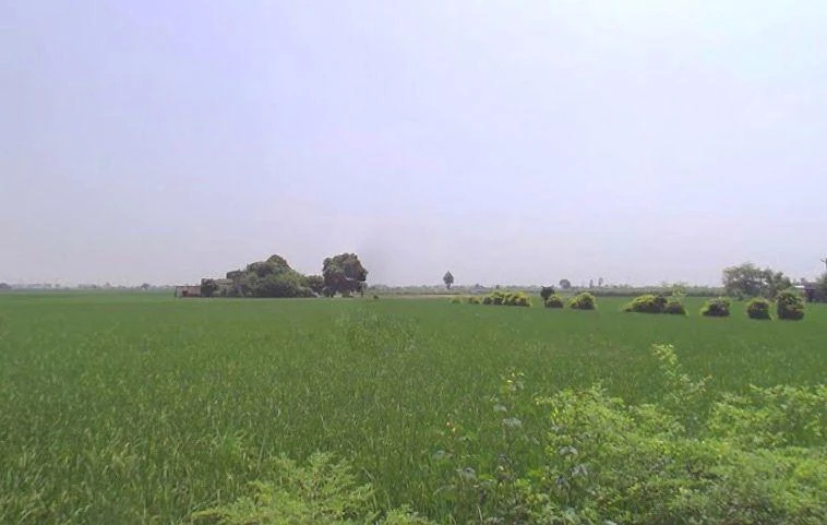 Ajrana Kalan, Haryana 136130, India