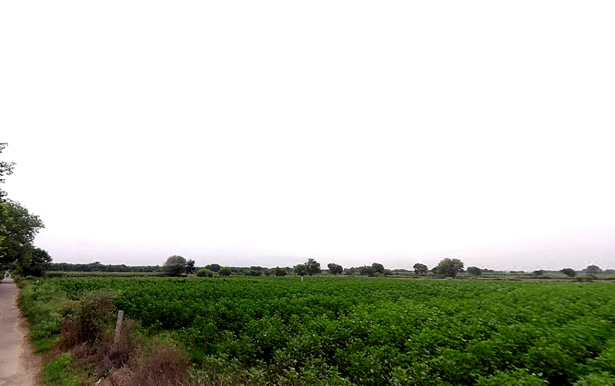 Meham, Haryana 124112, India