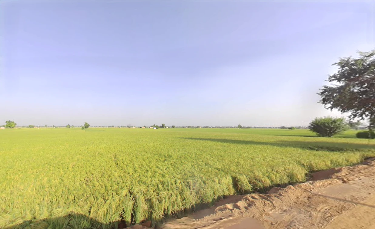 Rania, Haryana 125076, India