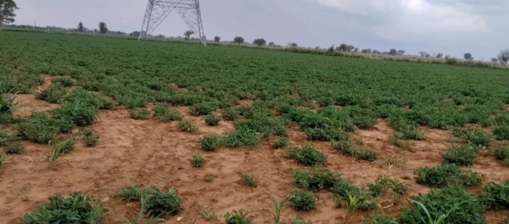 Ashapur, Varanasi, Uttar Pradesh 221105, India