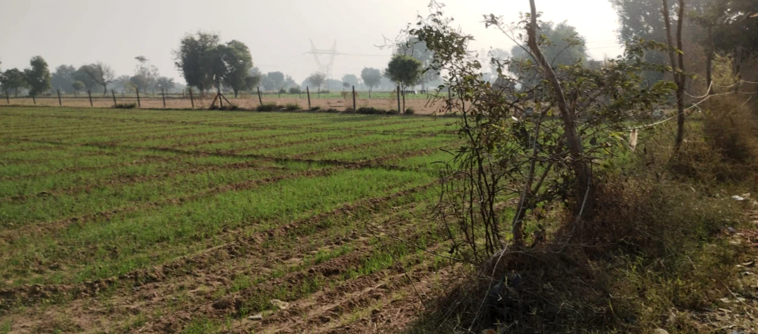 Daddu Majra Colony, Chandigarh, 160014, India