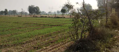 Daddu Majra Colony, Chandigarh, 160014, India preview 2