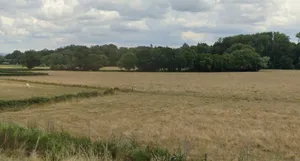 Sojna, Madhya Pradesh, India preview 3