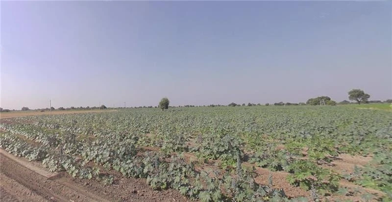 Vaso, Gujarat, India