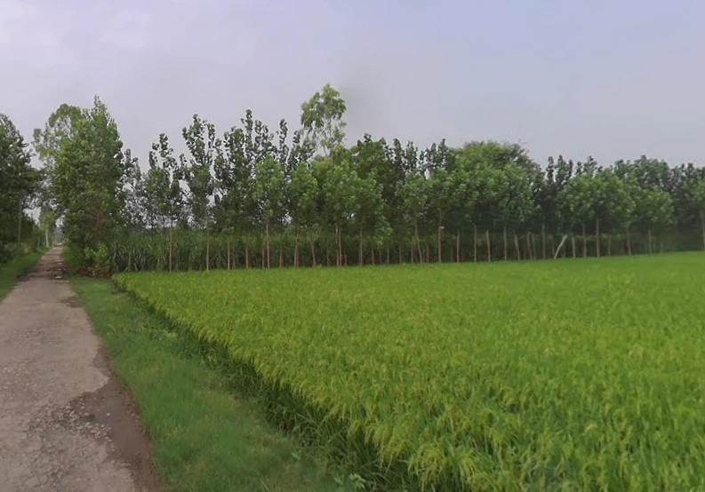 Sarsawa, Uttar Pradesh 247232, India