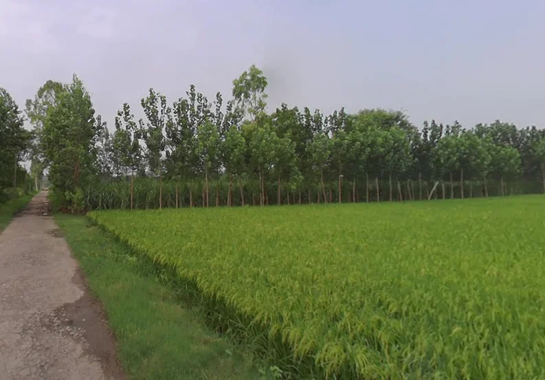 Sarsawa, Uttar Pradesh 247232, India preview 3