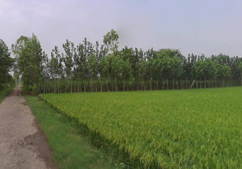 Sarsawa, Uttar Pradesh 247232, India