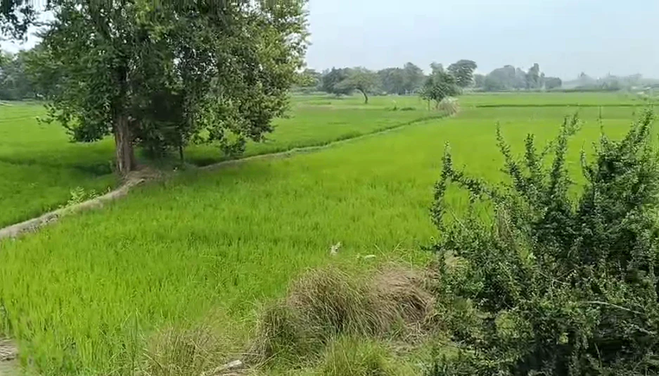 Maharajganj, Raebareli, Uttar Pradesh 229306, India