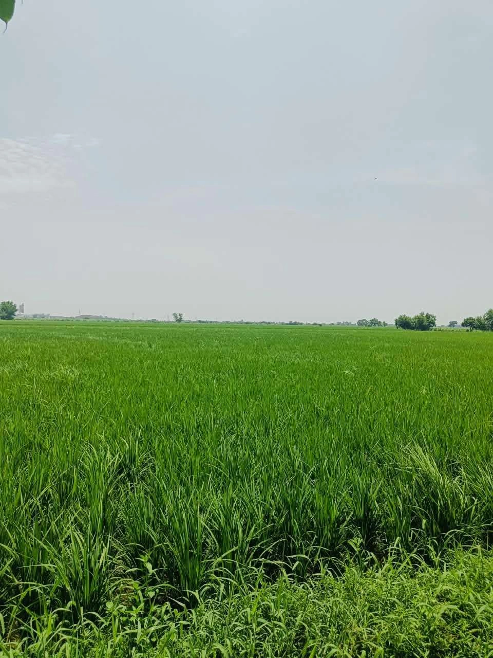 Thok Kamal, Aligarh, Uttar Pradesh 281206, India