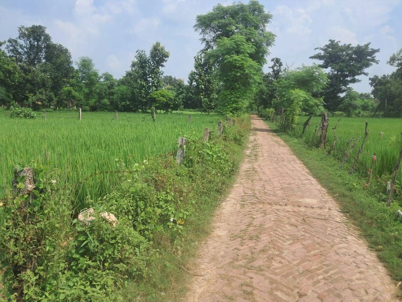 M64Q+MJ Moharram Pur Arti, Ayodhya, Uttar Pradesh, India