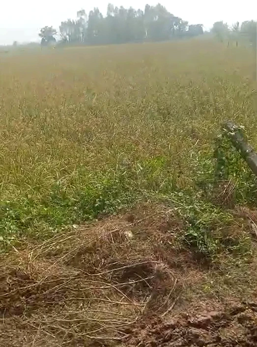 Shivali, Bulandshahr, Uttar Pradesh 203150, India