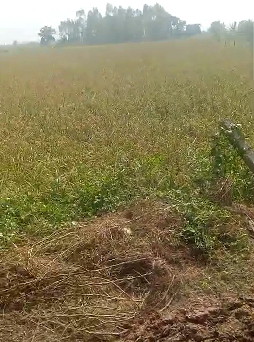 Shivali, Bulandshahr, Uttar Pradesh 203150, India - Photo 1