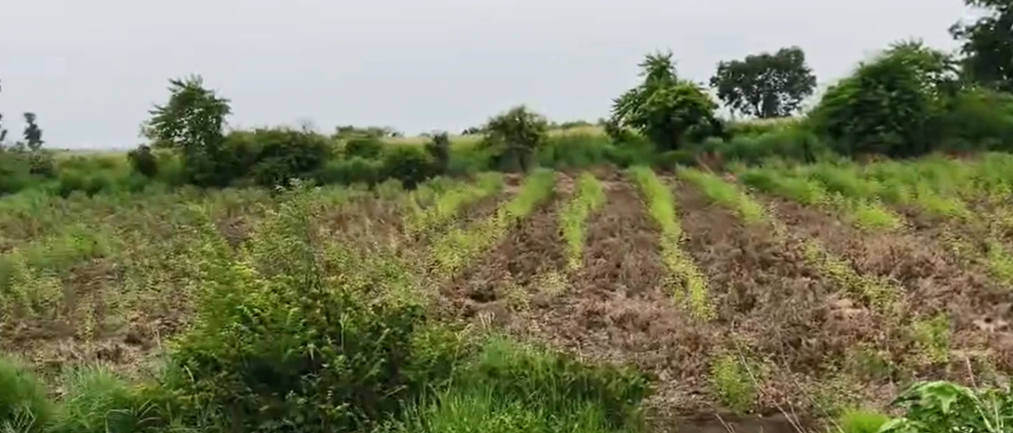 FQ2W+F97, Vikarabad, Barwad, Telangana 501106, India