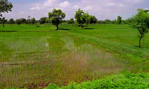 Chatuwa, Chhattisgarh, India preview 2