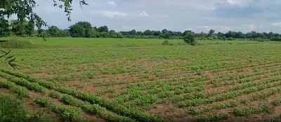 C7HC+5G Balsasan, Mahesana, Gujarat, India preview 2