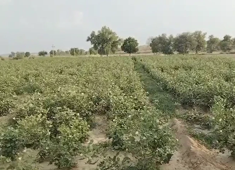 83RX+G2 10 Stb, Hanumangarh, Rajasthan, India