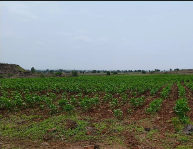 57PF+7J7, Bardu, Madhya Pradesh 455116, India