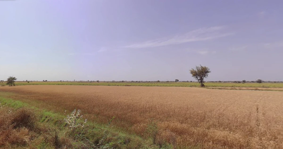 Viramgam, Gujarat 382150, India