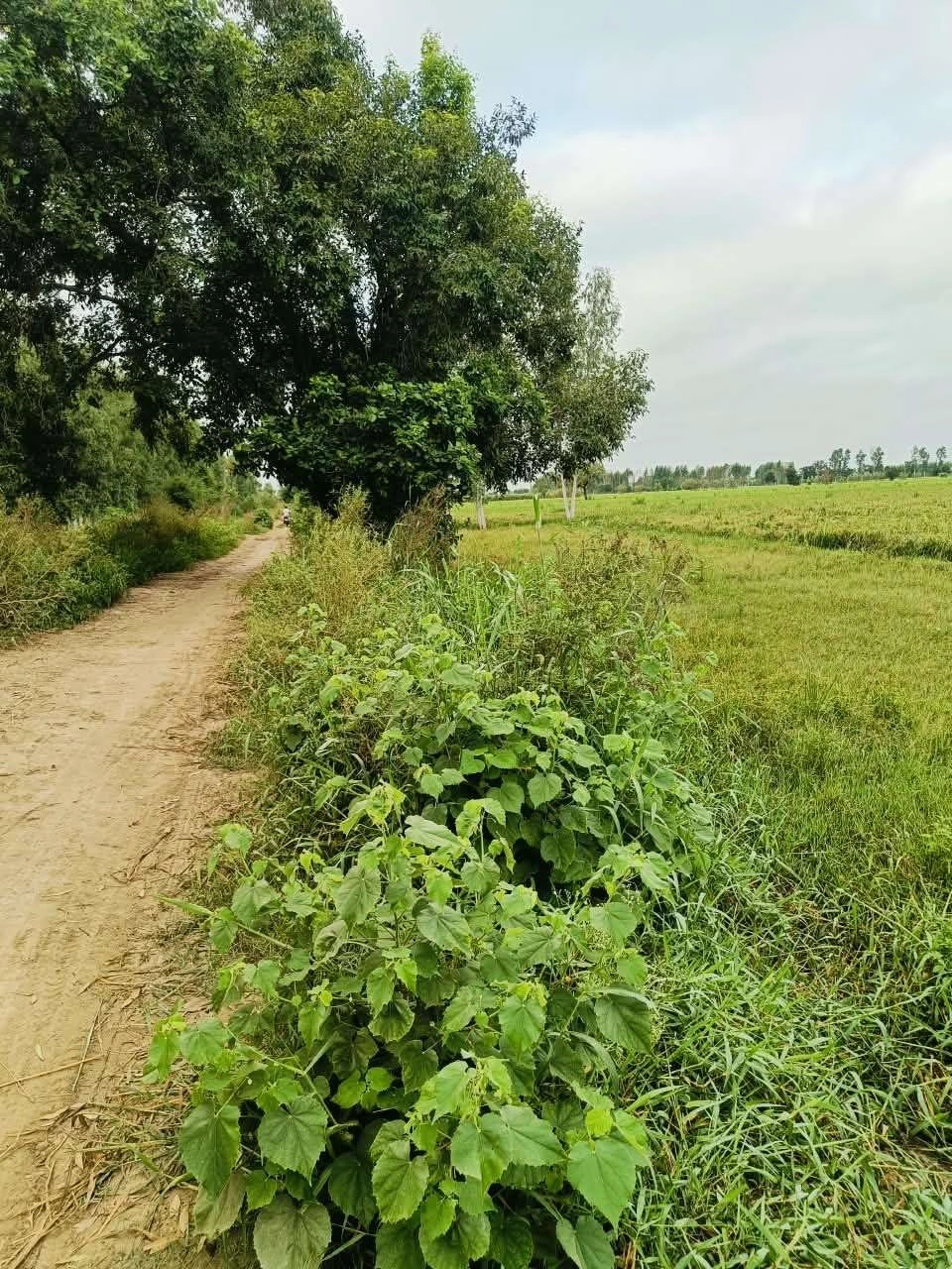 Bheema, Mathura, Uttar Pradesh 281204, India