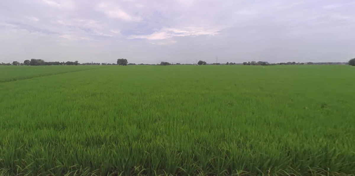 Jagdev Kalan, Punjab 143101, India