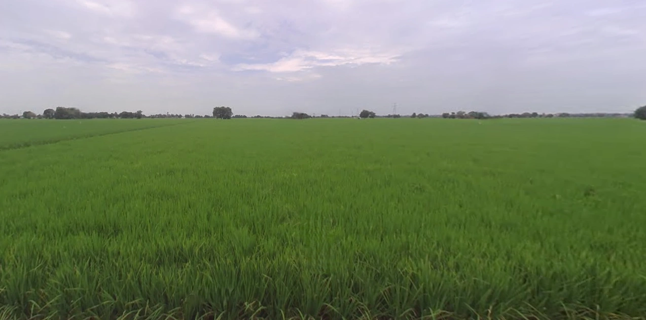 Jagdev Kalan, Punjab 143101, India