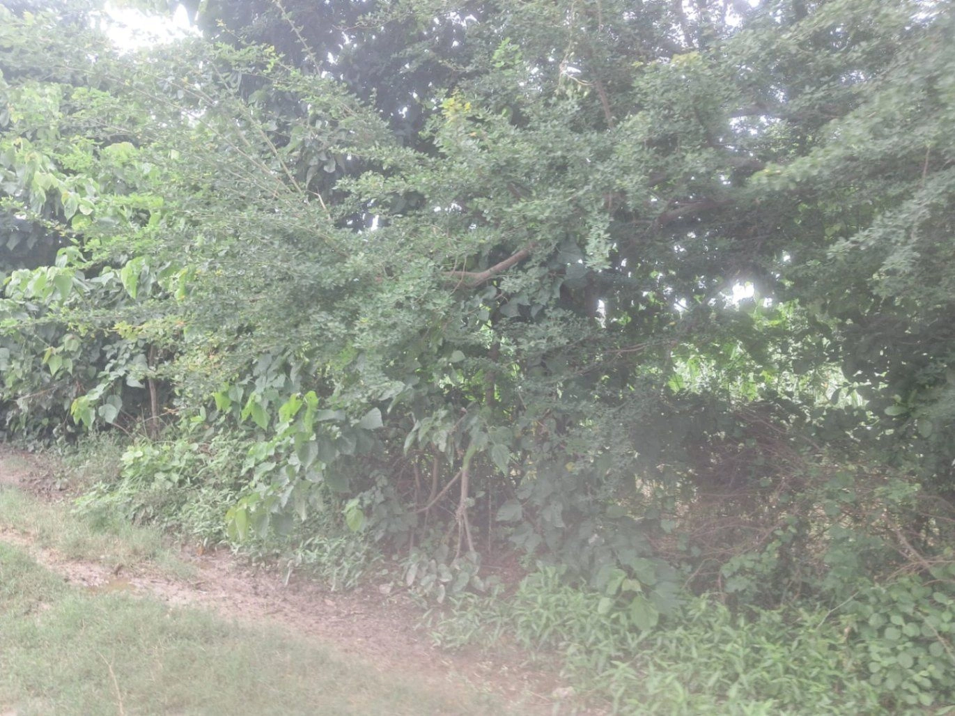 R6M5+G9 Kanakpur, Gonda, Uttar Pradesh, India