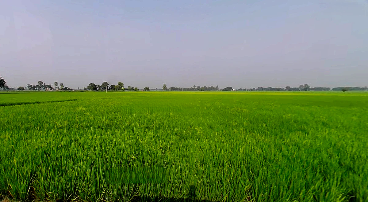 Rakhra, Punjab, India