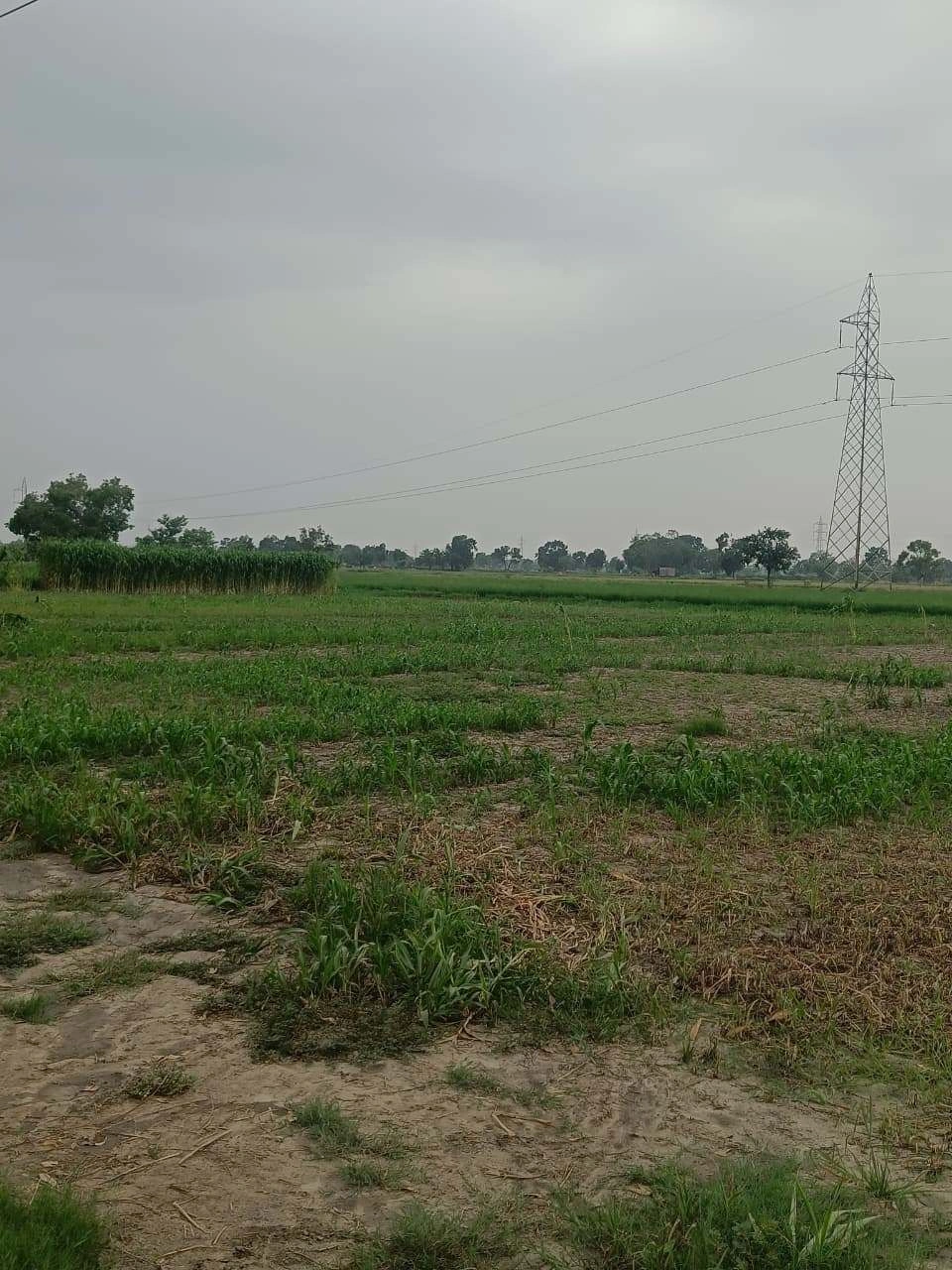Bukharari, Mathura, Uttar Pradesh, India preview 2