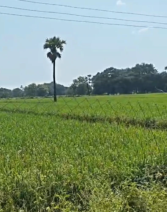 W633+R6 Kowdipally, Medak, Telangana, India