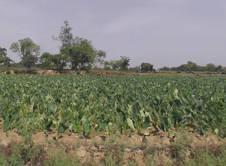 Aonla, Uttar Pradesh 243301, India