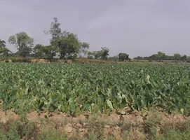 Aonla, Uttar Pradesh 243301, India preview 3
