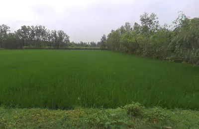 Mirganj, Uttar Pradesh 243504, India preview 3