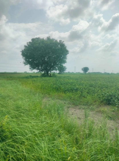 JGQP+HV Sultaniya, Jaipur, Rajasthan, India