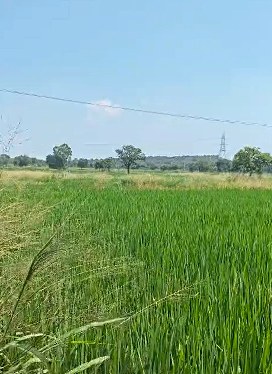 V465+MM Gurrampode, Nalgonda, Telangana, India
