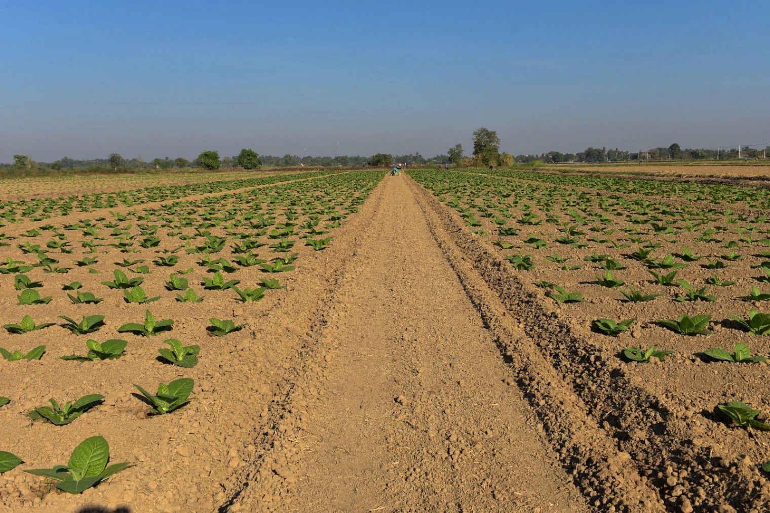 Sijawata, Madhya Pradesh 456222, India