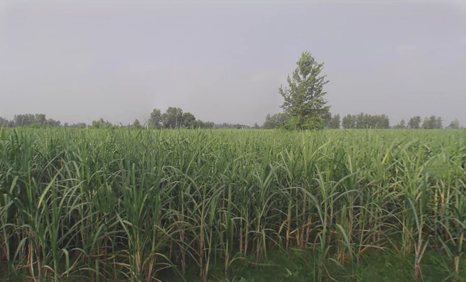 Sardhana, Uttar Pradesh 250342, India