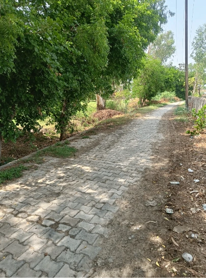 545M+CP Bazpur, Udham Singh Nagar, Uttarakhand, India