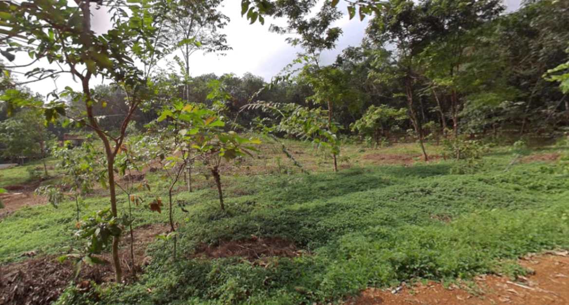 S No 1087/1C, Road, Mamankara, Marutha, Vazhikkadavu, Kerala 679333, India