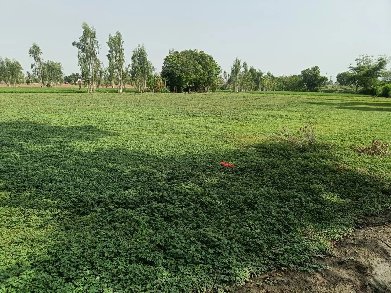 Selakui, Dehradun, Uttarakhand, India