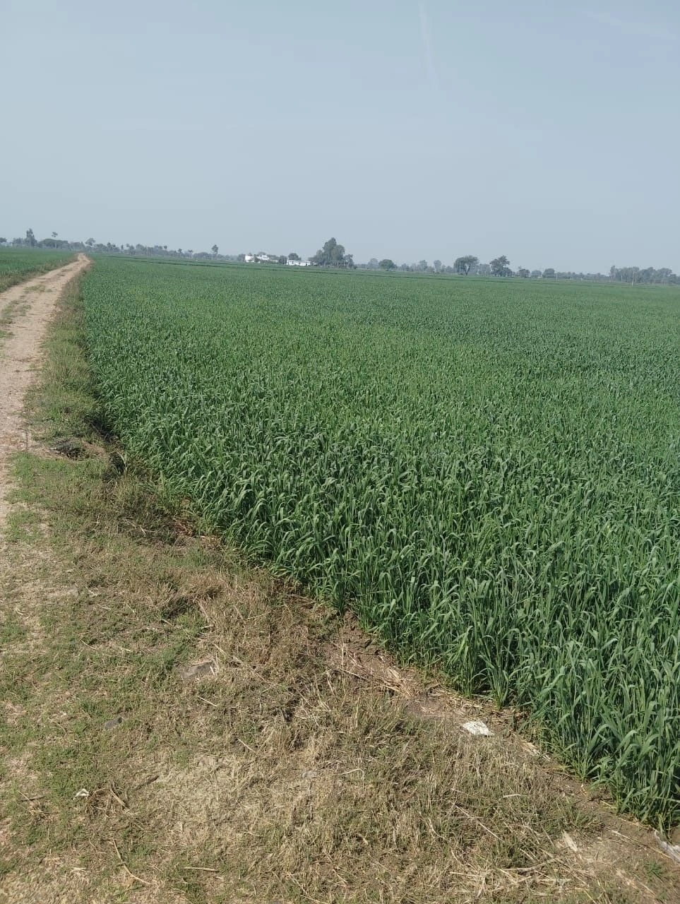 9JG9+9J Gohna, Madhya Pradesh, India