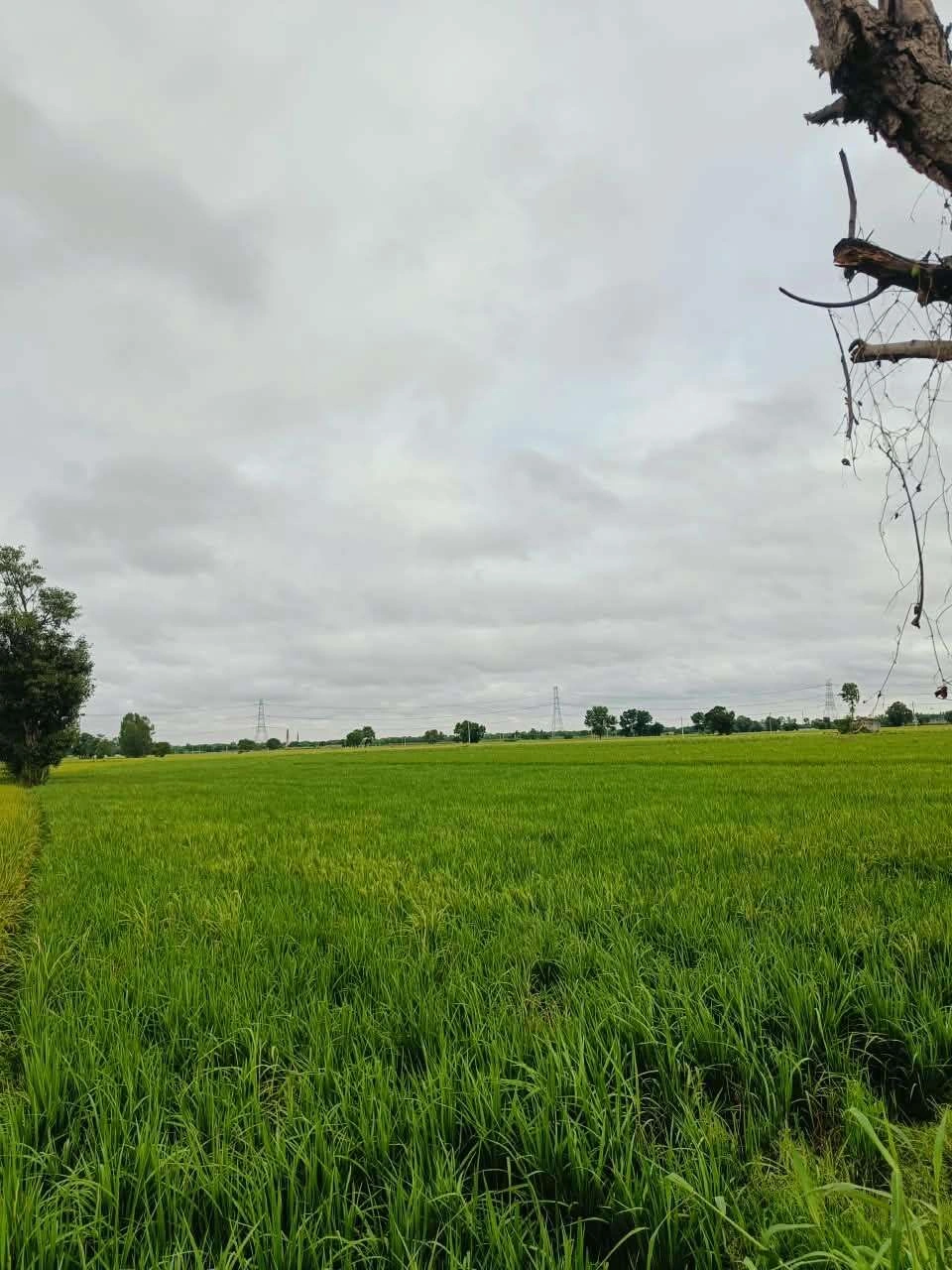 Bheema, Mathura, Uttar Pradesh 281204, India