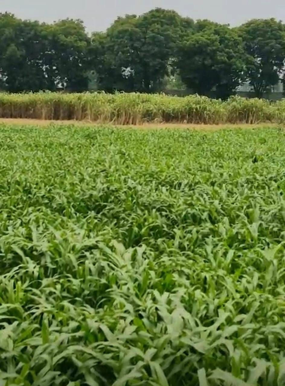 Chilawali, Nuh, Haryana 122105, India