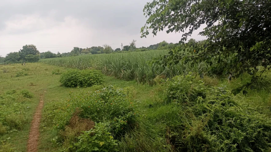 Dhankarpur, Saharanpur, Uttar Pradesh, India