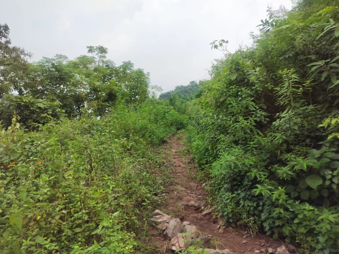 near Jaitak fort, Jamta, Jaitag, Himachal Pradesh 173001, India