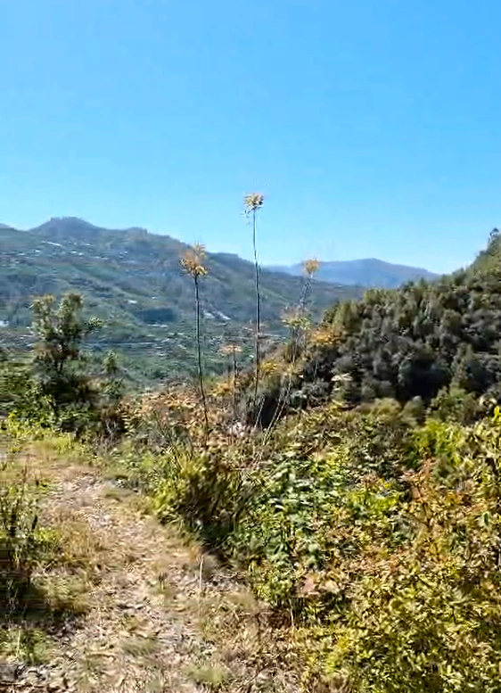 CJWJ+7Q4, Sunkiya, Uttarakhand 263138, India
