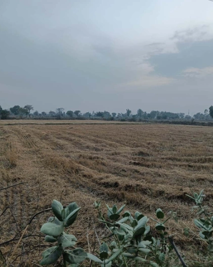 Lalpur Hamir, Uttar Pradesh 244001, India