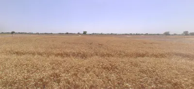 Hansalpur, Gujarat 382150, India preview 2