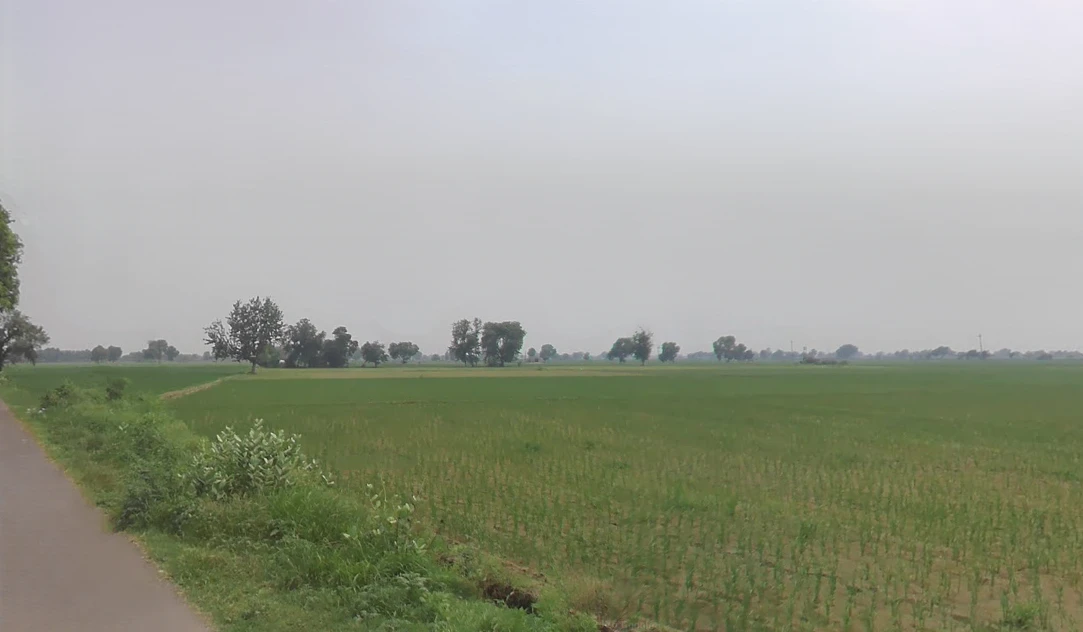 Bodiwali, Haryana 125050, India