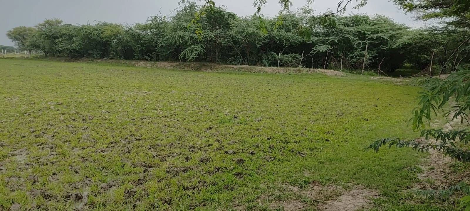 HMP3+63 Madhorajpura, Jaipur, Rajasthan, India